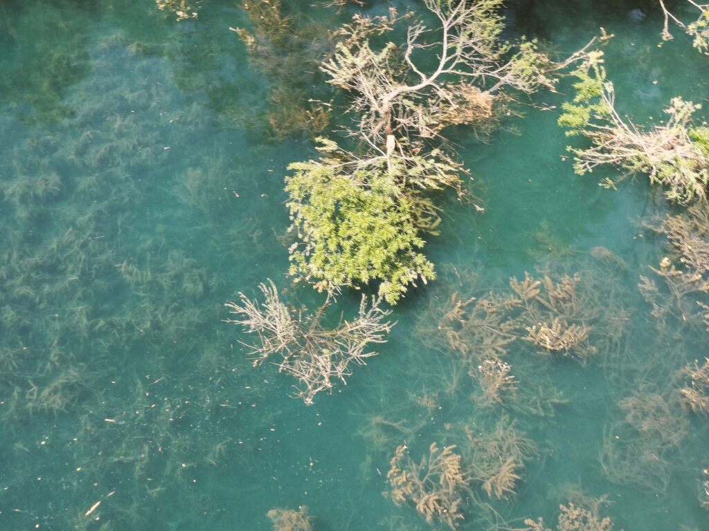 【秋田県仙北市】秋扇湖 水没林