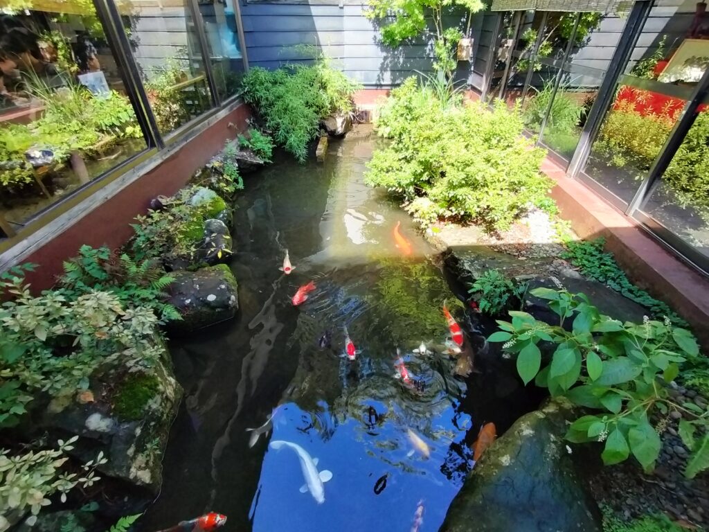 【秋田県仙北市角館町】庭園とお食事処 小倉園 池の鯉