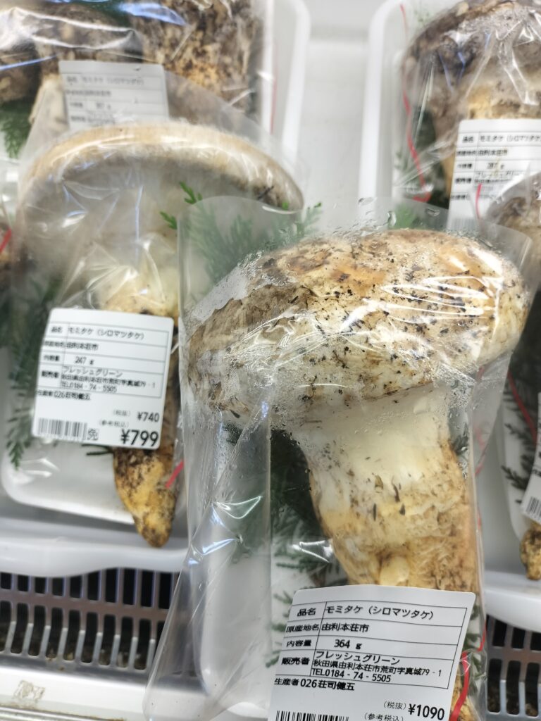 【秋田県由利本荘市】フレッシュグリーンのモミタケ（シロマツタケ）