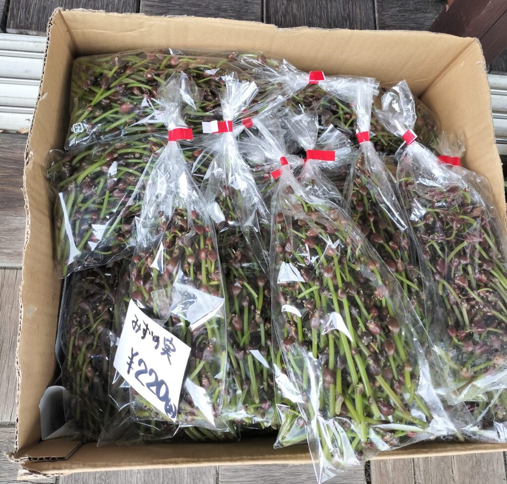 【秋田県湯沢市】皆瀬 小安峡温泉大噴湯兼子商店「みずの実」